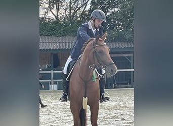 Westfalisk häst, Sto, 10 år, 171 cm, fux