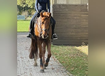 Westfalisk häst, Sto, 10 år, 171 cm, fux