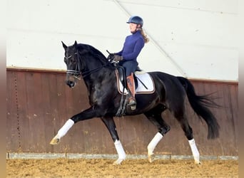 Westfalisk häst, Sto, 10 år, 172 cm, Rökfärgad svart