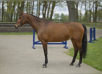 Westfalisk häst, Sto, 11 år, 160 cm, Brun