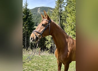 Westfalisk häst, Sto, 11 år, 163 cm, fux