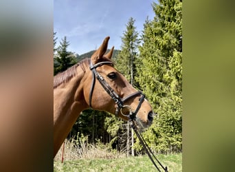 Westfalisk häst, Sto, 11 år, 163 cm, fux