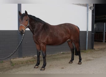 Westfalisk häst, Sto, 11 år, 167 cm, Brun