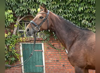 Westfalisk häst, Sto, 11 år, 167 cm, Brun