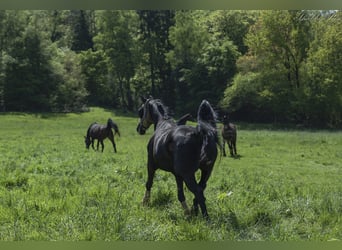 Westfalisk häst, Sto, 11 år, 167 cm, Svart