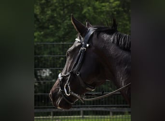Westfalisk häst, Sto, 11 år, 167 cm, Svart