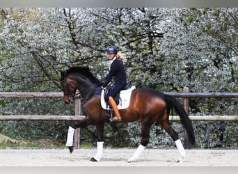 Westfalisk häst, Sto, 11 år, 168 cm, Brun