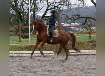 Westfalisk häst, Sto, 11 år, 168 cm, Fux