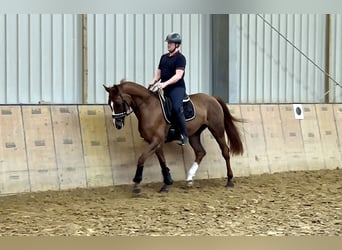 Westfalisk häst, Sto, 11 år, 168 cm, fux