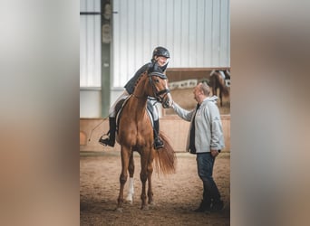 Westfalisk häst, Sto, 11 år, 168 cm, fux