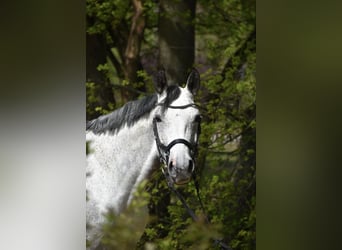 Westfalisk häst, Sto, 11 år, 168 cm, Grå