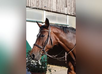 Westfalisk häst, Sto, 11 år, 169 cm, Brun