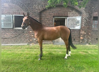 Westfalisk häst, Sto, 11 år, 170 cm, Brun