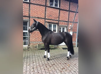 Westfalisk häst, Sto, 12 år, 164 cm, Rökfärgad svart