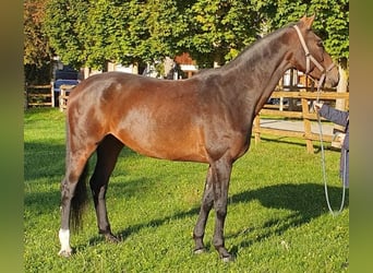 Westfalisk häst, Sto, 12 år, 165 cm, Brun