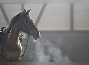 Westfalisk häst, Sto, 13 år, 165 cm, Brun