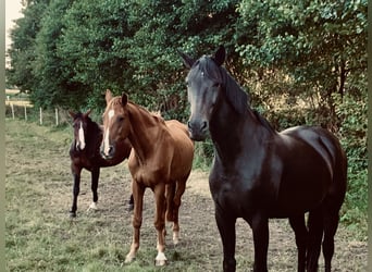 Westfalisk häst, Sto, 13 år, 170 cm, Rökfärgad svart