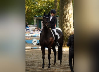 Westfalisk häst, Sto, 13 år, 170 cm, Rökfärgad svart