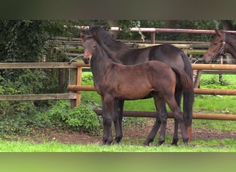 Westfalisk häst, Sto, 13 år, 171 cm, Mörkbrun