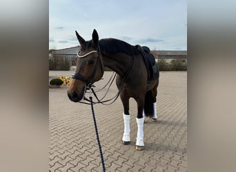 Westfalisk häst, Sto, 13 år, 173 cm, Brun