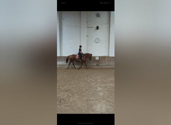 Westfalisk häst Blandning, Sto, 13 år, 173 cm, Fux