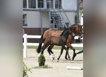 Westfalisk häst, Sto, 13 år