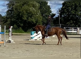 Westfalisk häst, Sto, 14 år, 163 cm, fux