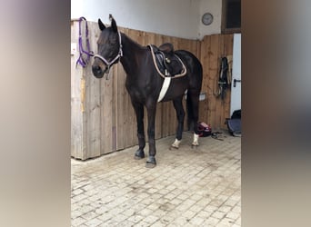 Westfalisk häst, Sto, 14 år, 163 cm, Rökfärgad svart