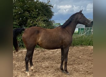Westfalisk häst, Sto, 14 år, 163 cm, Rökfärgad svart