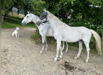 Westfalisk häst, Sto, 14 år, Grå