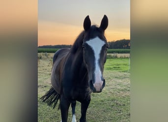 Westfalisk häst, Sto, 15 år, 158 cm, Rökfärgad svart