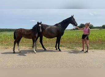 Westfalisk häst, Sto, 15 år, 164 cm, Svart