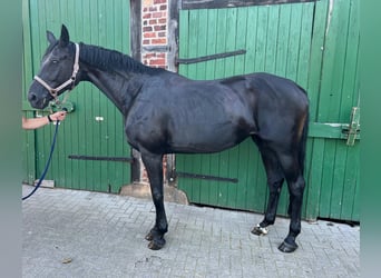 Westfalisk häst, Sto, 15 år, 175 cm, Svart