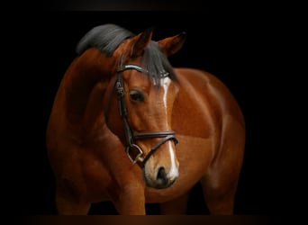 Westfalisk häst, Sto, 16 år, 168 cm, Ljusbrun