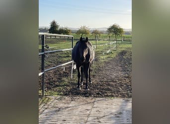 Westfalisk häst, Sto, 16 år, 168 cm, Mörkbrun
