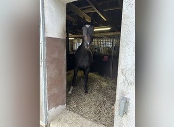 Westfalisk häst, Sto, 16 år, 172 cm, Rökfärgad svart