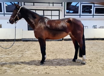 Westfalisk häst, Sto, 16 år, 177 cm, Mörkbrun