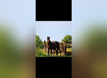 Westfalisk häst, Sto, 17 år, 164 cm, Brun