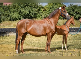 Westfalisk häst, Sto, 17 år, 164 cm, fux