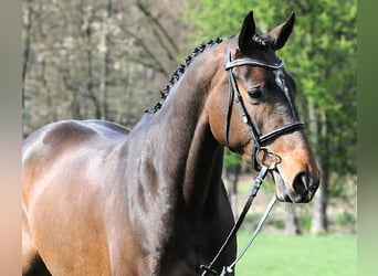 Westfalisk häst, Sto, 17 år, 167 cm, Mörkbrun