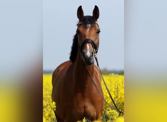 Westfalisk häst, Sto, 17 år, 168 cm, Ljusbrun