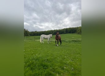 Westfalisk häst, Sto, 17 år, 168 cm, Ljusbrun