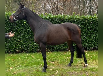Westfalisk häst, Sto, 17 år, Mörkbrun