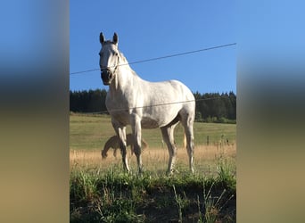 Westfalisk häst, Sto, 18 år, 165 cm, Grå