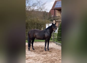 Westfalisk häst, Sto, 18 år, 168 cm, Rökfärgad svart