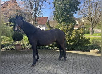 Westfalisk häst, Sto, 18 år, Mörkbrun