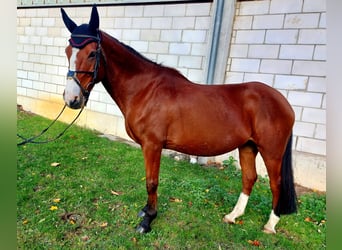 Westfalisk häst, Sto, 19 år, 155 cm, Brun