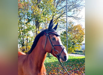 Westfalisk häst, Sto, 19 år, 155 cm, Brun