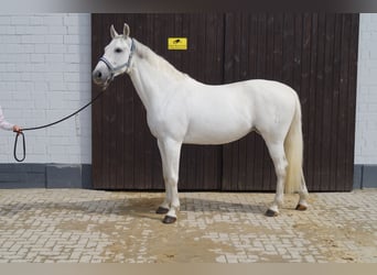 Westfalisk häst, Sto, 19 år, 165 cm, Grå