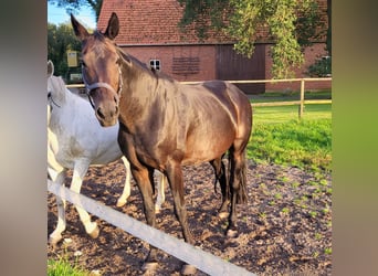 Westfalisk häst, Sto, 19 år, 170 cm, Rökfärgad svart